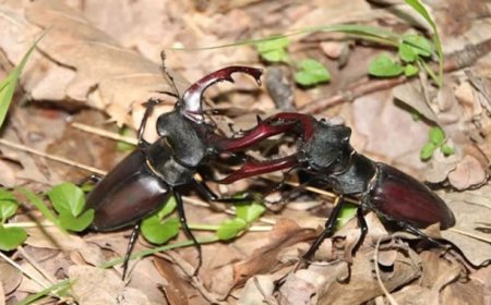 स्टैग बीटल नामक कीड़े की कीमत जानकर हैरान हो जाएंगे आप, 75 लाख रुपए तक बिकते हैं