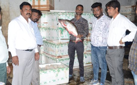 जबलपुर:आयशा नगर के मछली गोदाम पर नगर निगम का छापा, 50 हजार का ठोंका जुर्माना, मछलियां जब्त