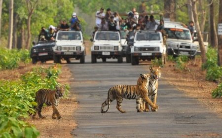 MP News:पेंच राष्ट्रीय उद्यान के खुले गेट,बाघ के हुए दीदार
