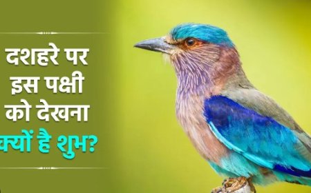 दशहरे की पवित्र परंपरा ,शुभता के प्रतीक नीलकंठ के दर्शन