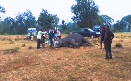 MP News :बांधवगढ़ टाइगर रिजर्व में 8 हाथियों की संदिग्ध मौत, 1 की हालत गंभीर