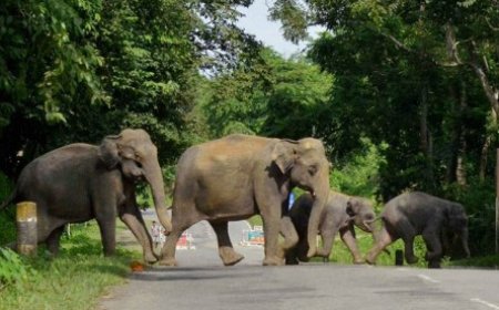 अब जहां से गुजरेंगे गजराज...वहां मुनादी होगी