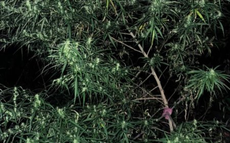 अपने आंगन में गांजे के पेड़ लगाने वाला गिरफ्तार