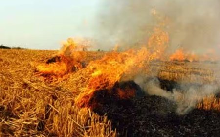पराली जलाने वाले किसानों की नहीं करेंगे पैरवी