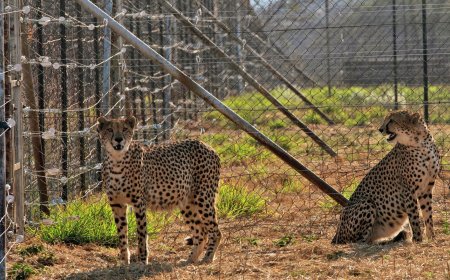 बंद बाड़ों में ही रहना होगा अफ्रीकी चीतों को
