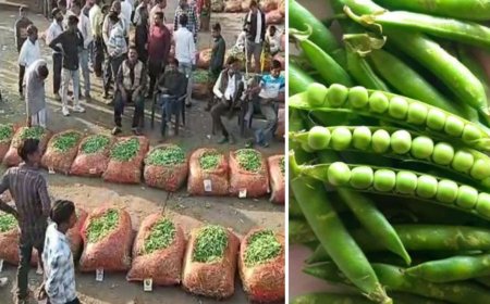 Jabalpur News : औरिया में नई मटर मंडी में 30 नवंबर से शुरू होगा कारोबार