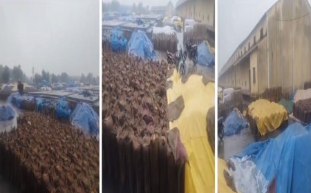 बारिश से गेहूं को राहत, लेकिन धान के लिए बन गईआफत