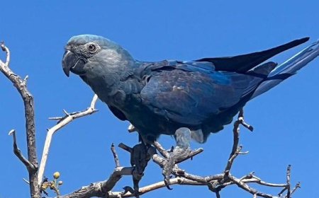 ब्राजील के जंगलों में चहकेंगे 41 स्पिक्स मैकॉ तोता