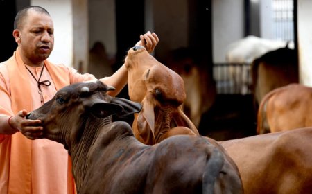 योगी सरकार ने गोवंश संरक्षण के लिए दिए 2,000 करोड़ रुपये