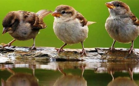 हमारे प्रयासों से फिर चहकेंगी आंगन में गौरैया