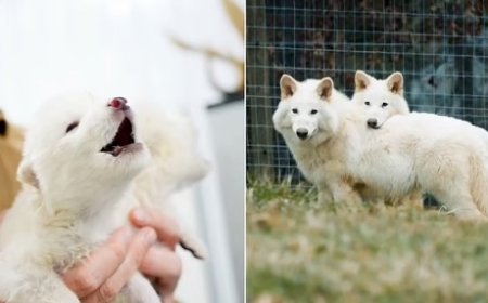 12 हजार सालों बाद वापिस लौटी विलुप्त प्रजाति डायर वुल्फ