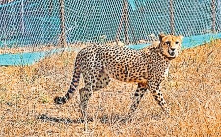 कूनो के चीतों का हो रहा है ट्रांसफर, 300 किलोमीटर दूर होने वाली शिफ्टिंग में कई सुविधाएं मिलेंगी