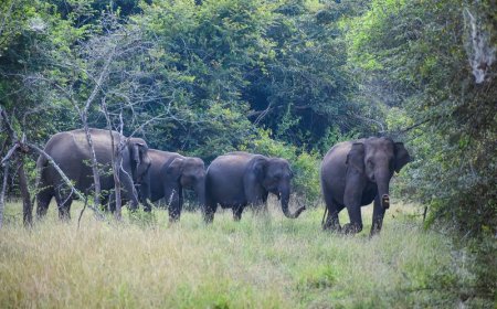 बांधवगण टाइगर रिजर्व में 10 हाथियों की मौत पर, 20 अधिकारियों के तबादले