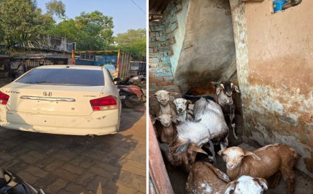लग्जरी कार से बकरों की चोरी, होंडा सिटी से बकरे चुराने वाले चार आरोपी गिरफ्तार