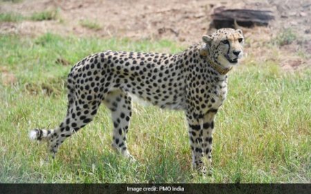 कूनो से निकले पांच चीतों का झुंड पहुंच गया पूर्व विधायक के फार्म हाउस 