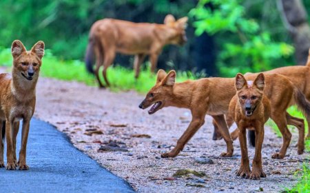 उमरिया: बांधवगण में नए सदस्यों के आने से मची खलबली, बाघ भी हो रहे भयभीत 