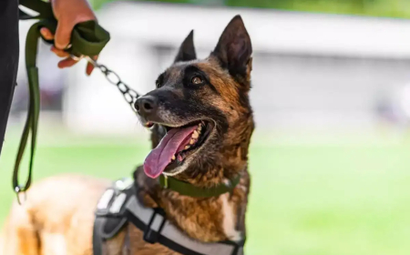 CRPF के डॉग स्क्वॉड में हो रहे बदलाव, अब लेब्रा की जगह बेल्जियम मेलिनोइस ने ली