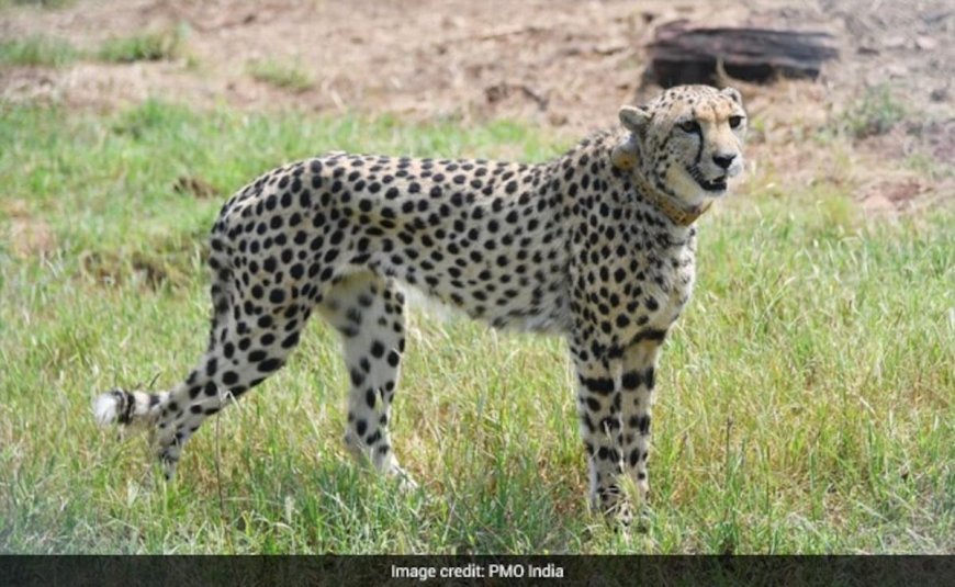 कूनो से निकले पांच चीतों का झुंड पहुंच गया पूर्व विधायक के फार्म हाउस