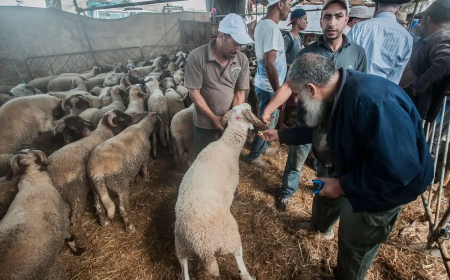 ईद-उल-अजहा यानी बकरीद- मोरक्को का बकरीद को लेकर बड़ा फैसला, नहीं दी जाएगी कोई कुर्बानी
