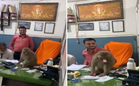 कुछ समय के लिए बंदर बना डॉक्टर, हरकते देख लोग भी हुए हैरान 