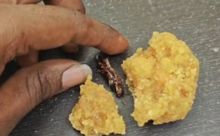 तिरुपति बालाजी के बाद श्रीशैलम मंदिर के प्रसाद पर विवाद, लड्डू में मिला मरा हुआ कॉकरोच 