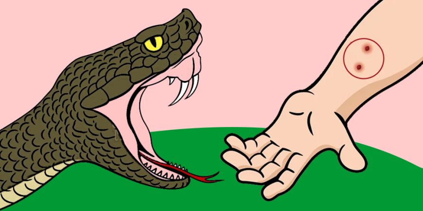 सर्पदंश से बचने सरकार चलाएगी जन-जागरूकता अभियान