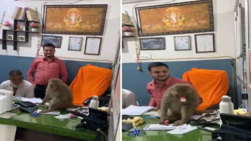 कुछ समय के लिए बंदर बना डॉक्टर, हरकते देख लोग भी हुए हैरान