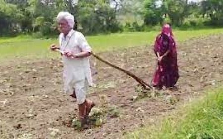 सिहोर में 90 साल का बुजुर्ग किसान स्वयं ही जोत रहा खेत, वायरल वीडियो पर क्रांग्रेस  ने दी प्रतिक्रिया 